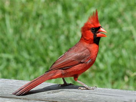 Cardinal